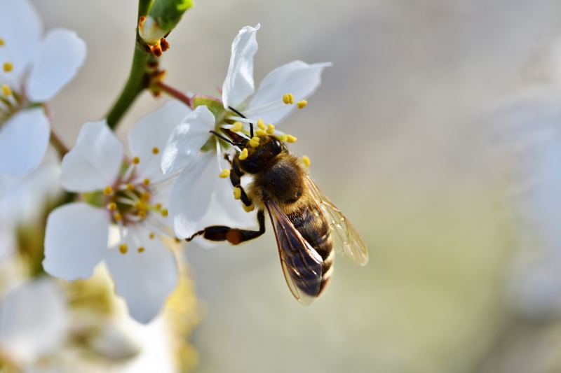 jardinerie-ST CYR SUR MER-min_bee-4092986